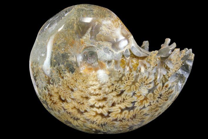 Polished, Agatized Ammonite (Phylloceras?) - Madagascar #149245